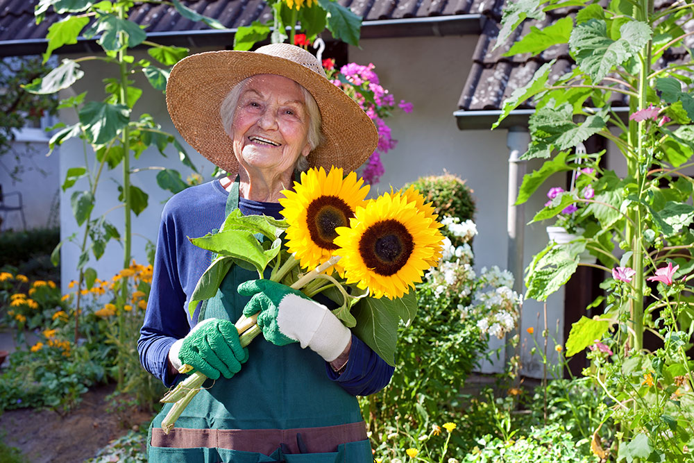 Senior woman smiling wearing hat outside holding sunflowers while gardening